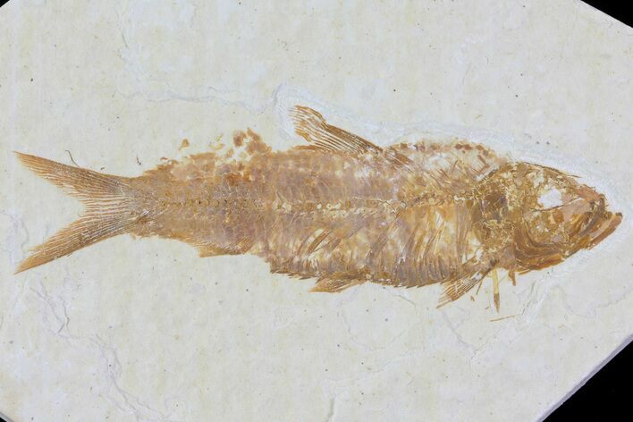 Knightia Fossil Fish - Wyoming #79951